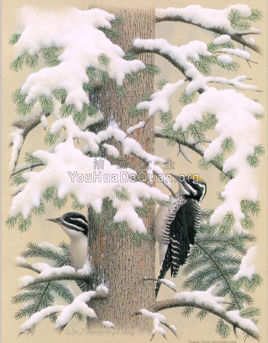 Three-toed Woodpecker - 威廉·齐默曼